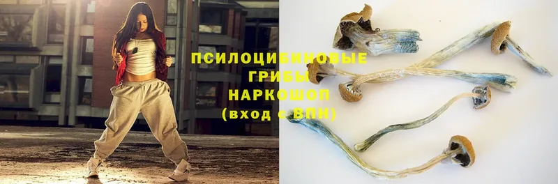 Галлюциногенные грибы Psilocybe  купить   Кинешма 